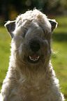 Irish Soft Coated Wheaten Terrier Portrait