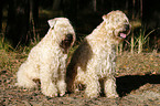 Irish Soft Coated Wheaten Terrier