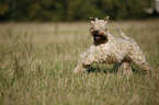 Irish Soft Coated Wheaten Terrier