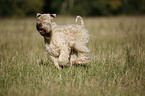 Irish Soft Coated Wheaten Terrier