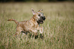 Irish Soft Coated Wheaten Terrier