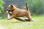 Irish Soft Coated Wheaten Terrier Welpe