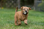 Irish Soft Coated Wheaten Terrier Welpe