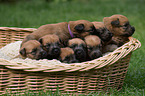 Irish Soft Coated Wheaten Terrier Welpen