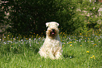 sitzender Irish Soft Coated Wheaten Terrier