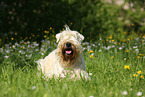 liegender Irish Soft Coated Wheaten Terrier
