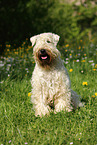sitzender Irish Soft Coated Wheaten Terrier