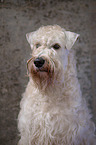 Irish Soft Coated Wheaten Terrier Portrait