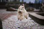 springender Irish Soft Coated Wheaten Terrier