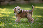 Irish Soft Coated Wheaten Terrier Welpe