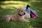 Irish Soft Coated Wheaten Terrier Welpe