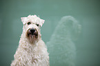 Irish Soft Coated Wheaten Terrier Portrait