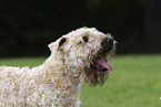 Irish Soft Coated Wheaten Terrier im Sommer