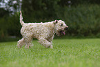 Irish Soft Coated Wheaten Terrier im Sommer