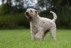 Irish Soft Coated Wheaten Terrier im Sommer