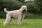 Irish Soft Coated Wheaten Terrier im Sommer