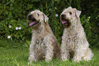 2 Irish Soft Coated Wheaten Terrier