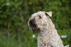 Irish Soft Coated Wheaten Terrier im Sommer