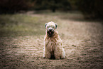 erwachsener Irish Soft Coated Wheaten Terrier