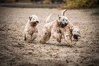 3 Irish Soft Coated Wheaten Terrier