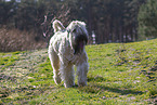 Irish Soft Coated Wheaten