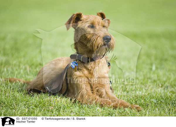 Irischer Terrier / SST-01050