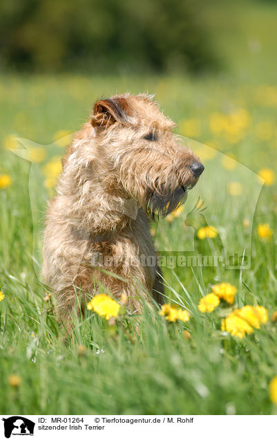 sitzender Irish Terrier / MR-01264