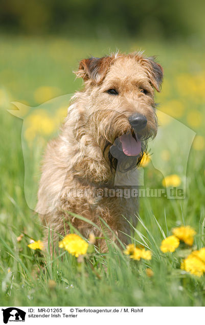 sitzender Irish Terrier / MR-01265