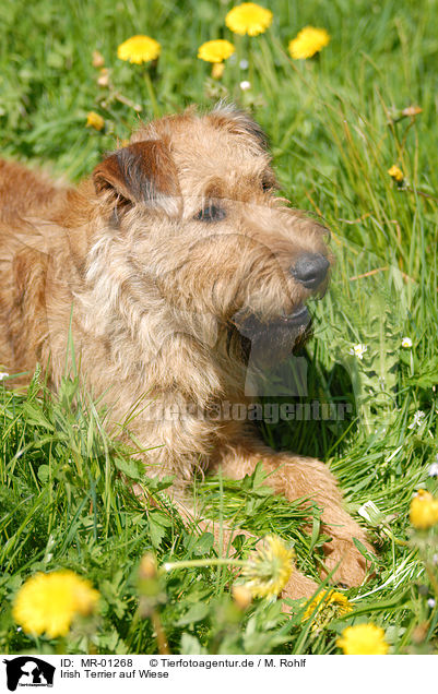Irish Terrier auf Wiese / MR-01268