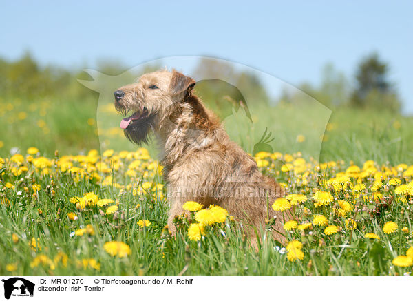 sitzender Irish Terrier / MR-01270