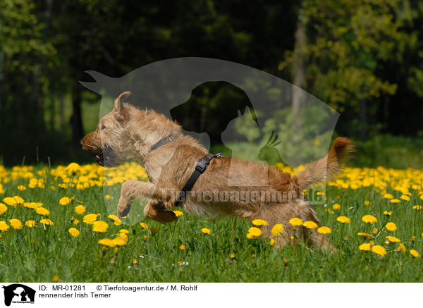 rennender Irish Terrier / MR-01281