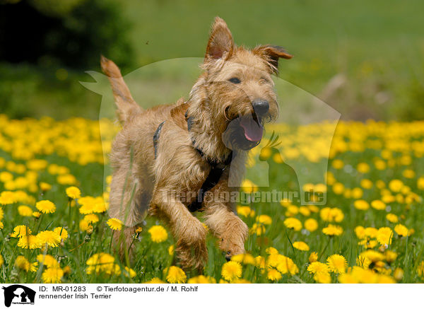 rennender Irish Terrier / MR-01283