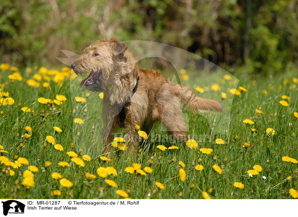Irish Terrier auf Wiese / MR-01287