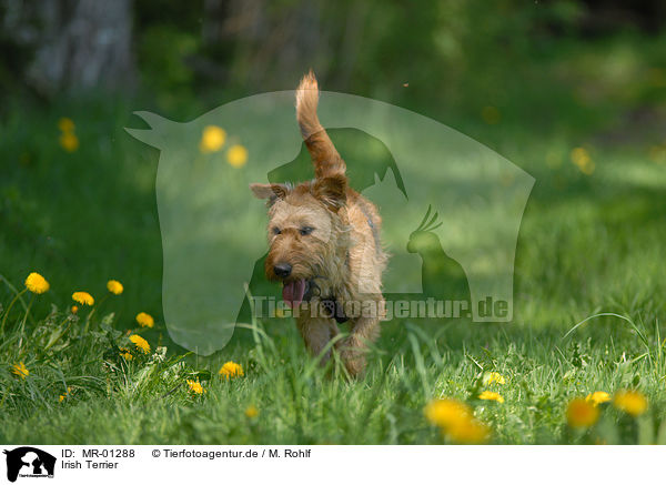 Irish Terrier / Irish Terrier / MR-01288