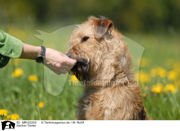 Irischer Terrier / MR-02252