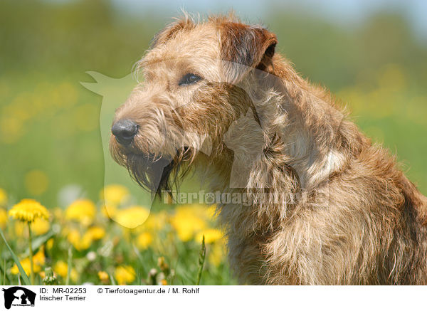 Irischer Terrier / MR-02253