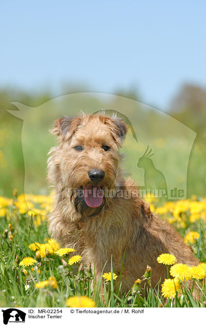Irischer Terrier / Irish Terrier / MR-02254