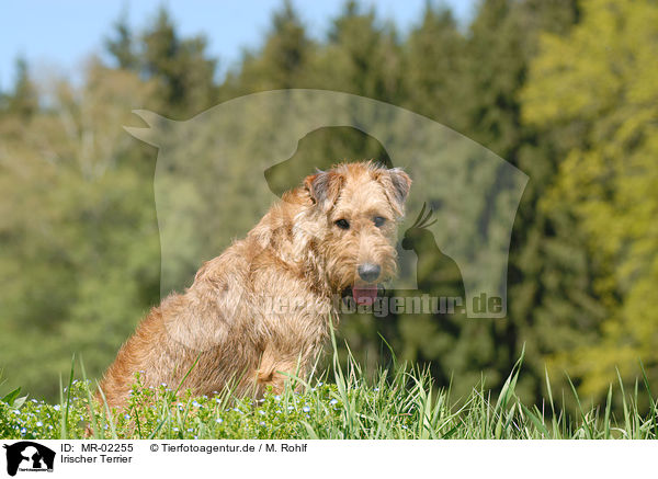 Irischer Terrier / MR-02255