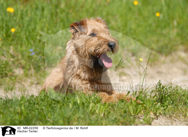 Irischer Terrier / MR-02256