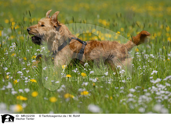 Irischer Terrier / MR-02258
