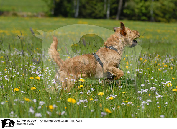 Irischer Terrier / MR-02259