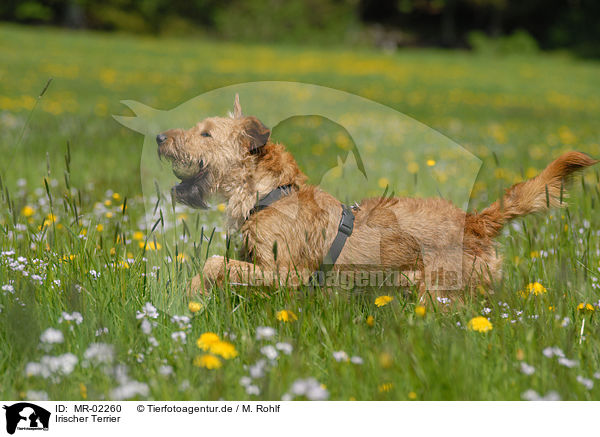 Irischer Terrier / MR-02260