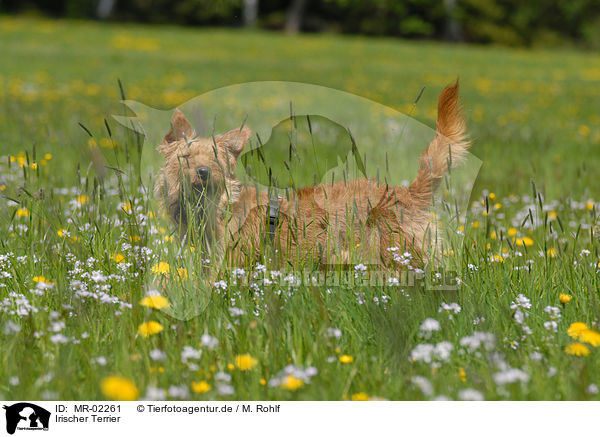 Irischer Terrier / Irish Terrier / MR-02261