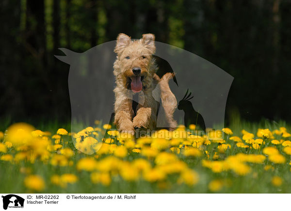 Irischer Terrier / Irish Terrier / MR-02262