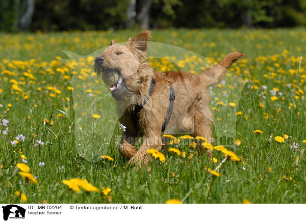 Irischer Terrier / Irish Terrier / MR-02264