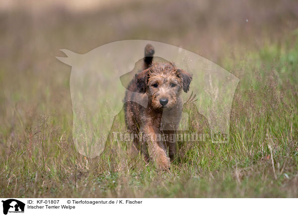 Irischer Terrier Welpe / KF-01807