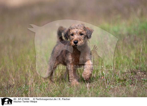 Irischer Terrier Welpe / KF-01808
