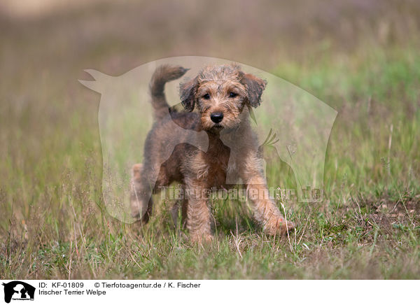 Irischer Terrier Welpe / KF-01809