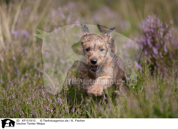 Irischer Terrier Welpe / KF-01810