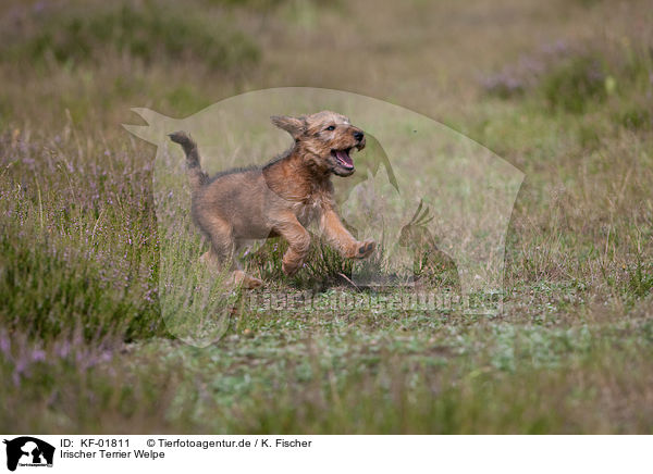 Irischer Terrier Welpe / KF-01811